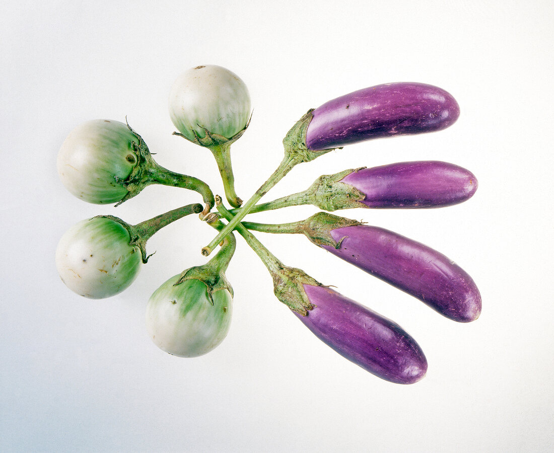 Two types of aubergines on white background