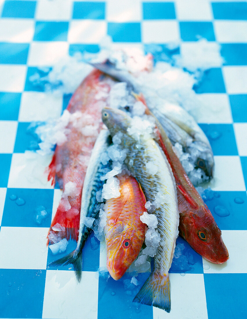 Auswahl an verschiedenen Fischen, auf Eis, Rotbarben