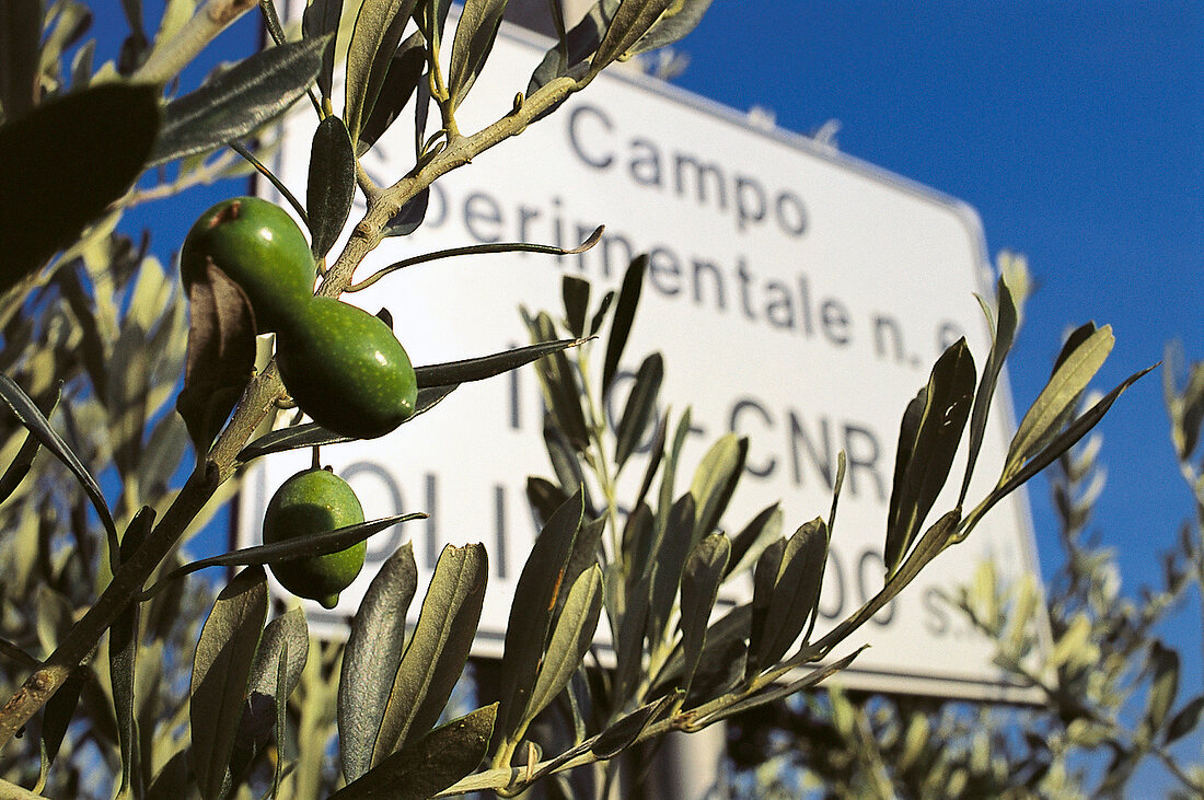 grüne Oliven an einem Olivenbaum 