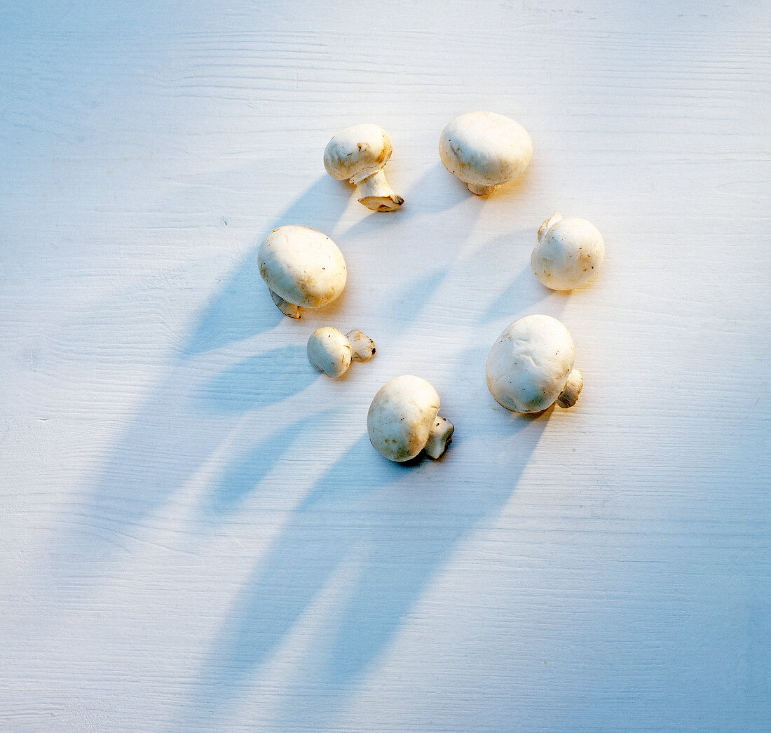 Pilze, im Kreis angeordnet, Champignons