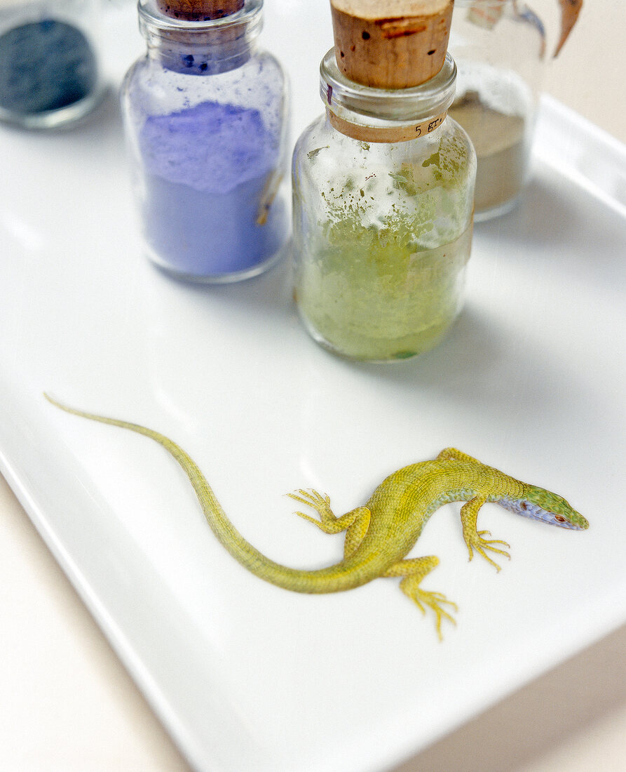 Lizards motif on porcelain tray