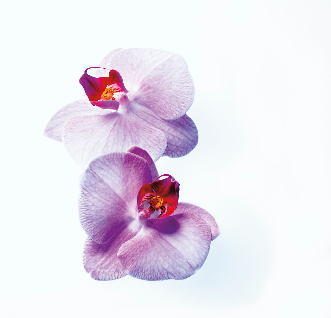 Close-up of two white pink orchids on white background