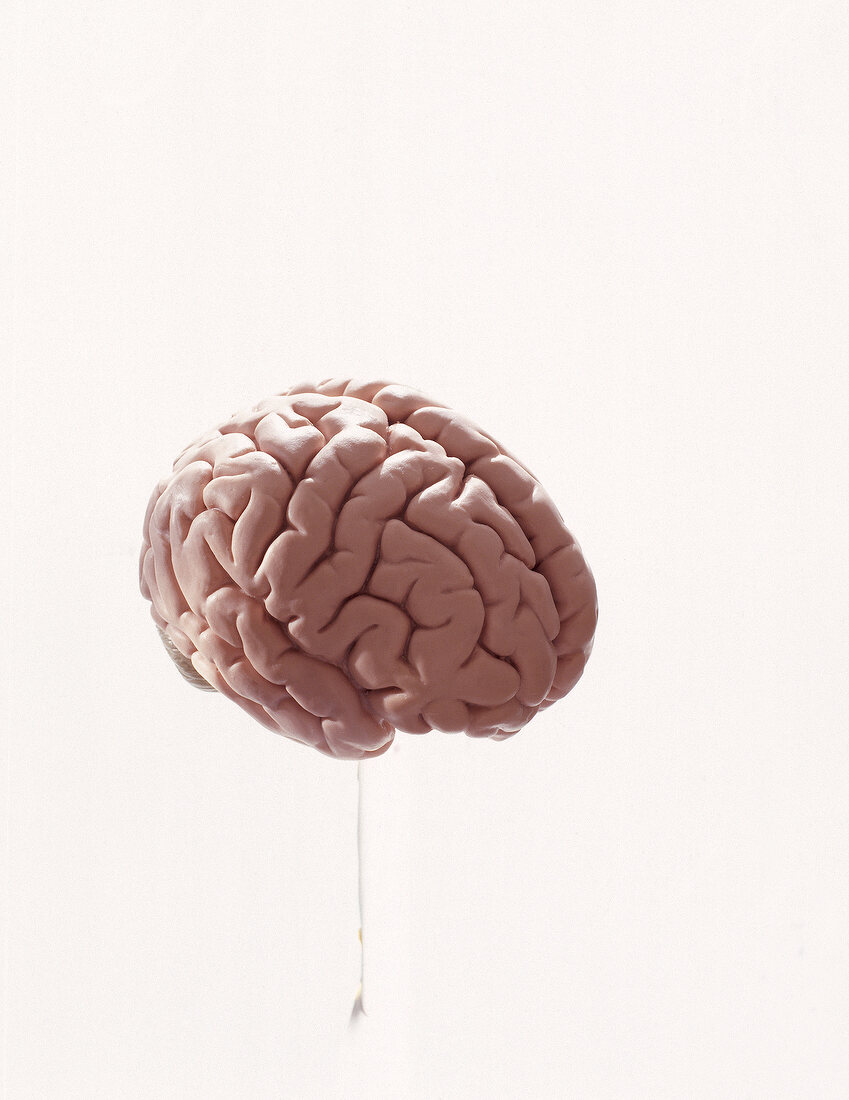 Menschliches Gehirn 