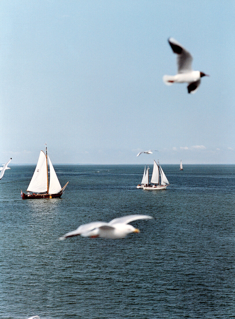 View of sea, seagulls and sailboats