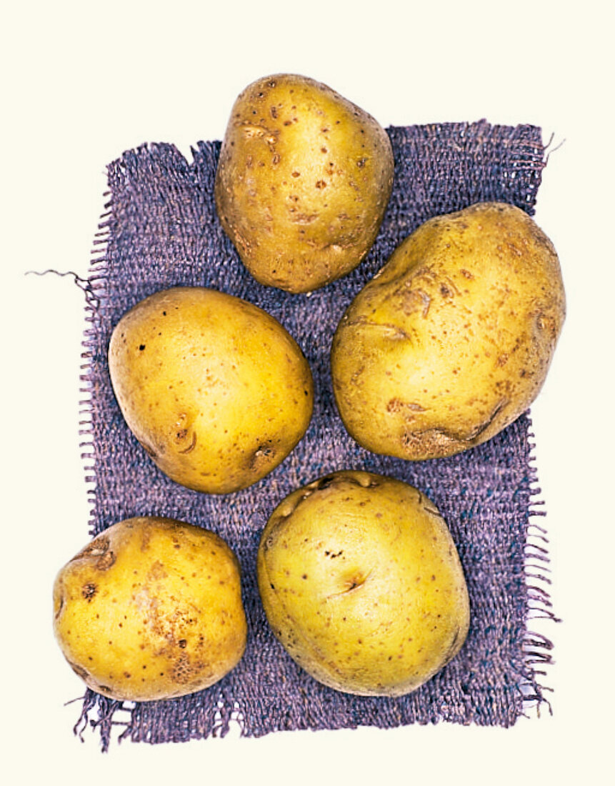 Ackersegen Biokartoffeln, Kartoffelsorte
