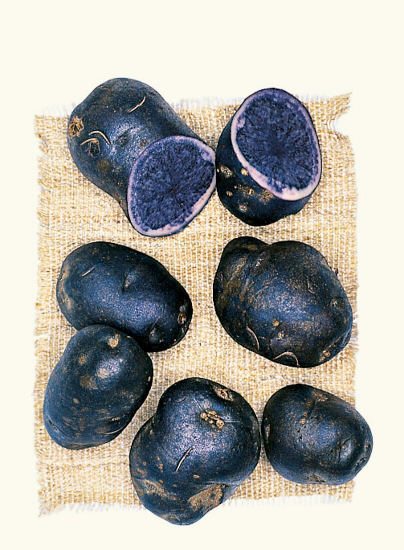 Blauer Schwede Biokartoffeln, Kartoffelsorte