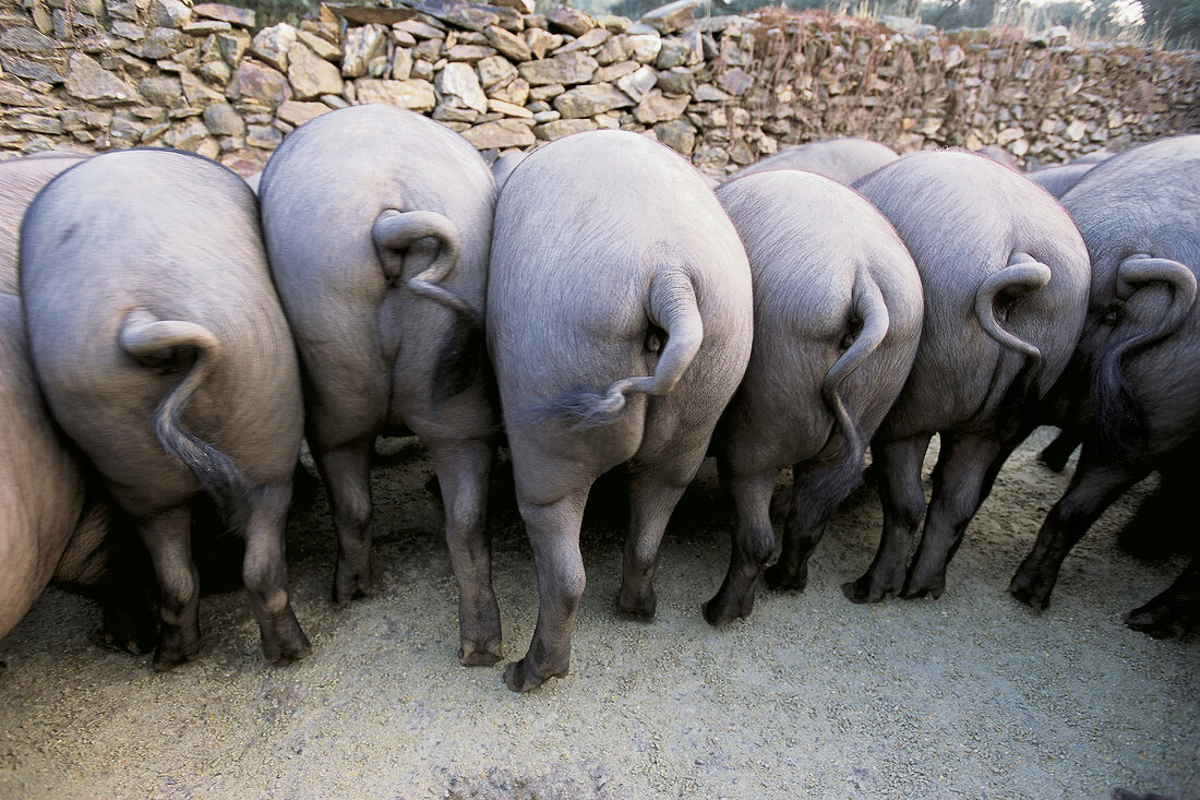 Spanische Iberico-Schweine in einer Reihe beim Fressen von hinten