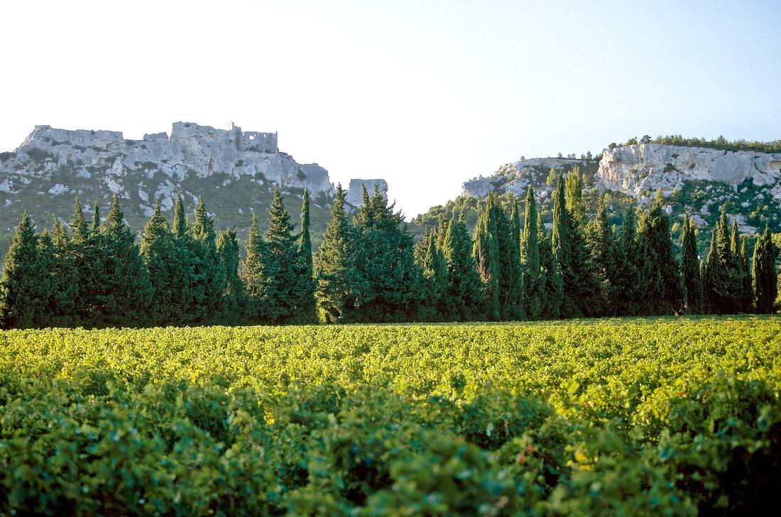 View of wine growing region in Provence