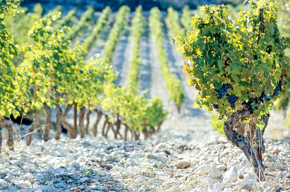 Weinstöcke in der Provence, Reben
