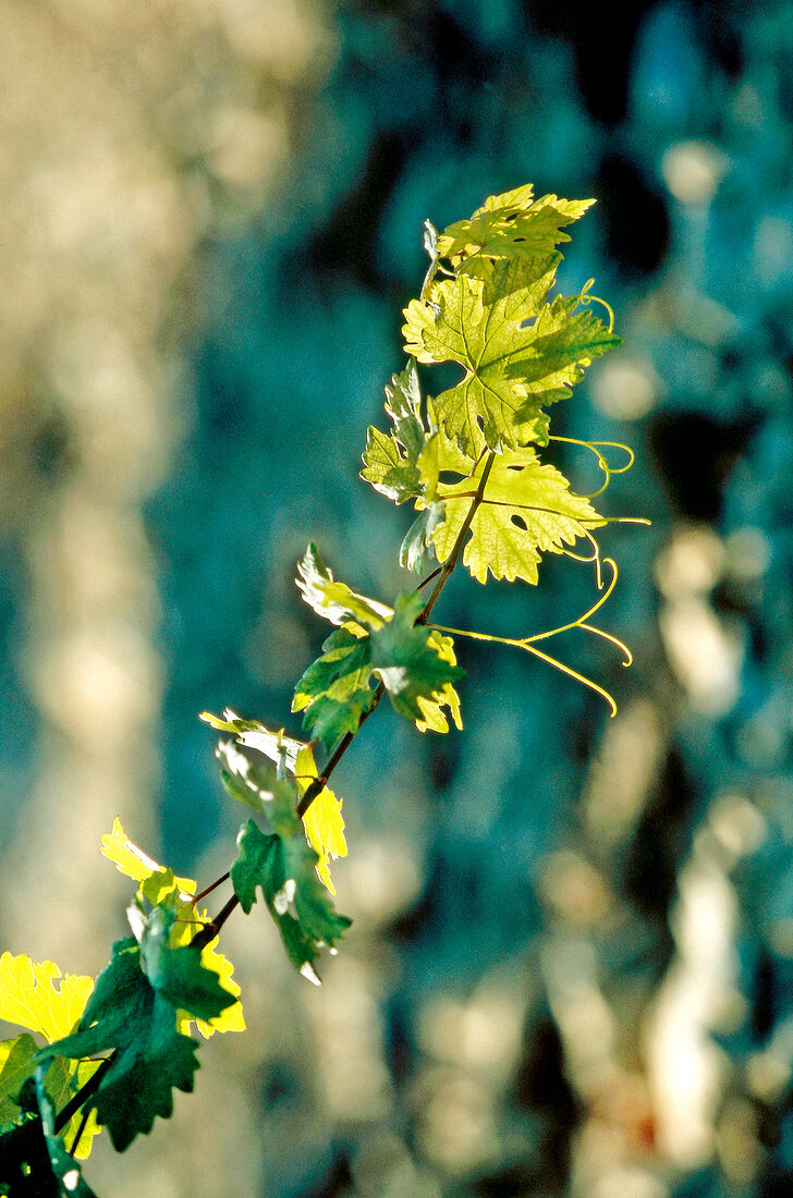 Branch of grape plant in vineyard