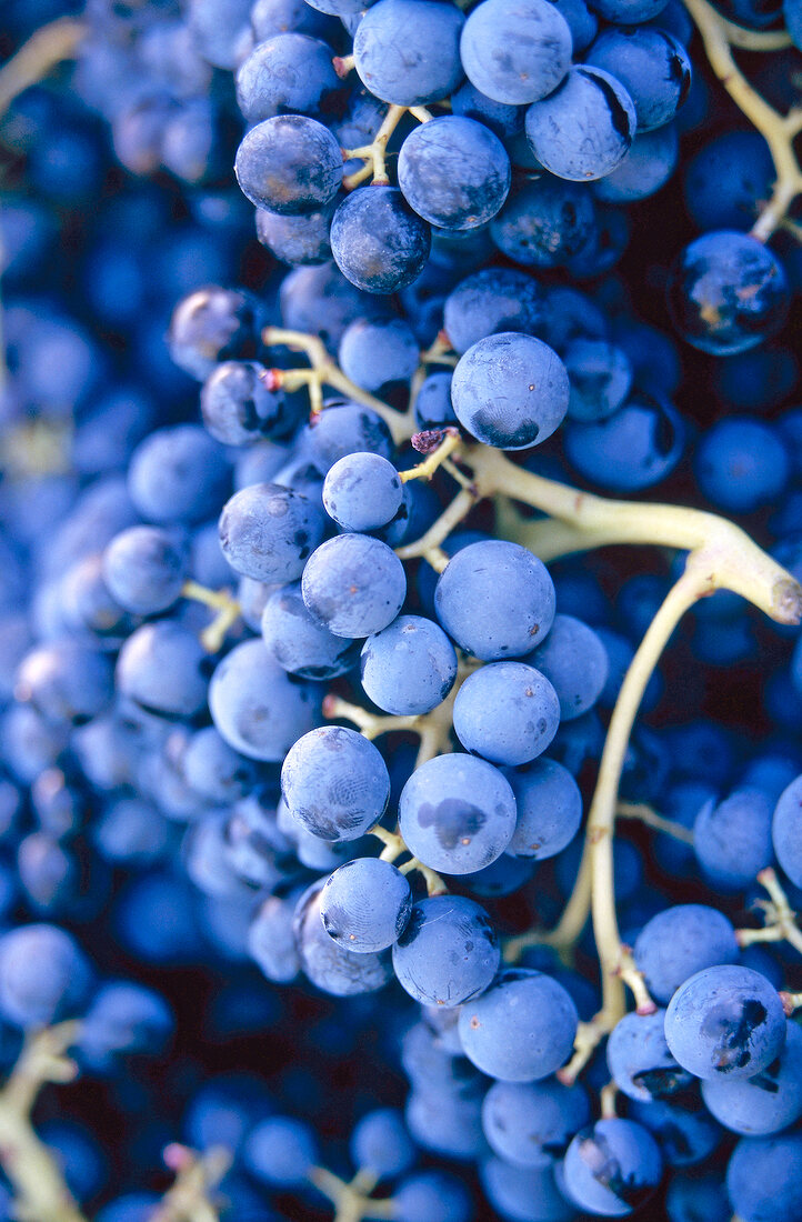 Close-up of blue grapes