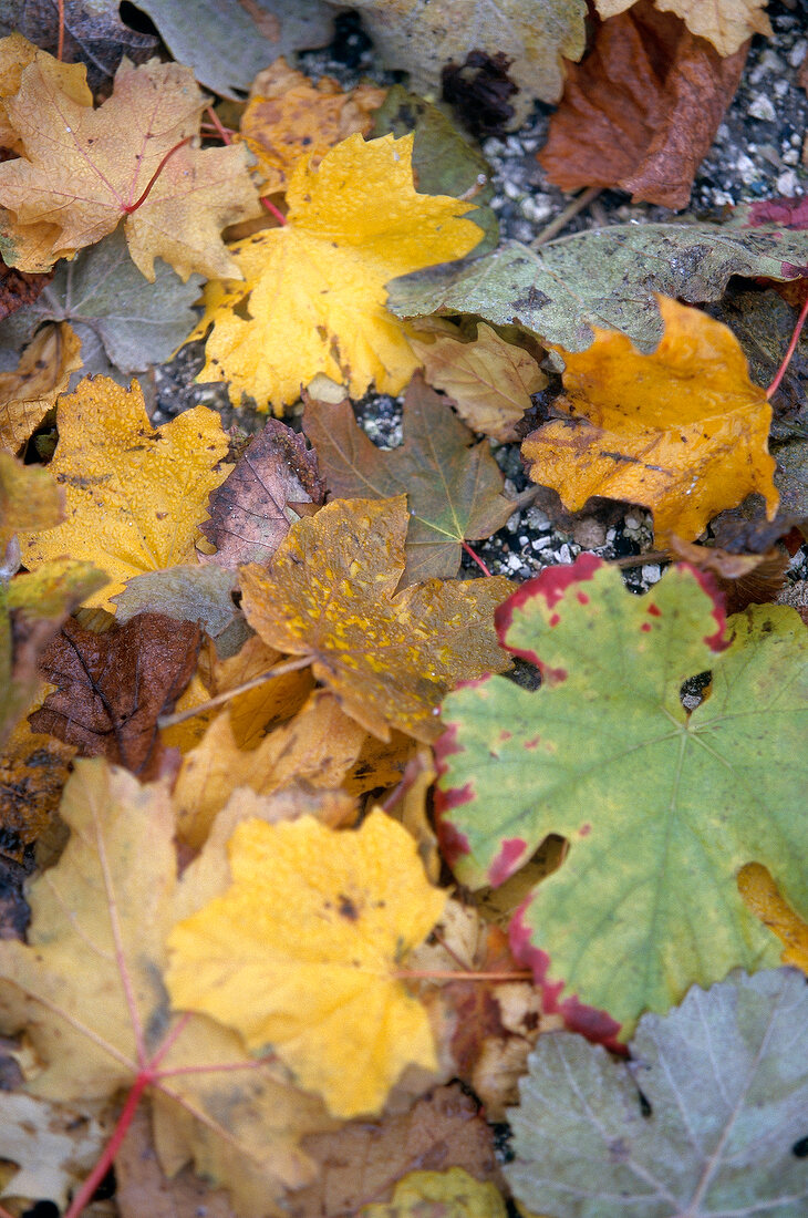 Close-up of autumn coloured grape vine leaves