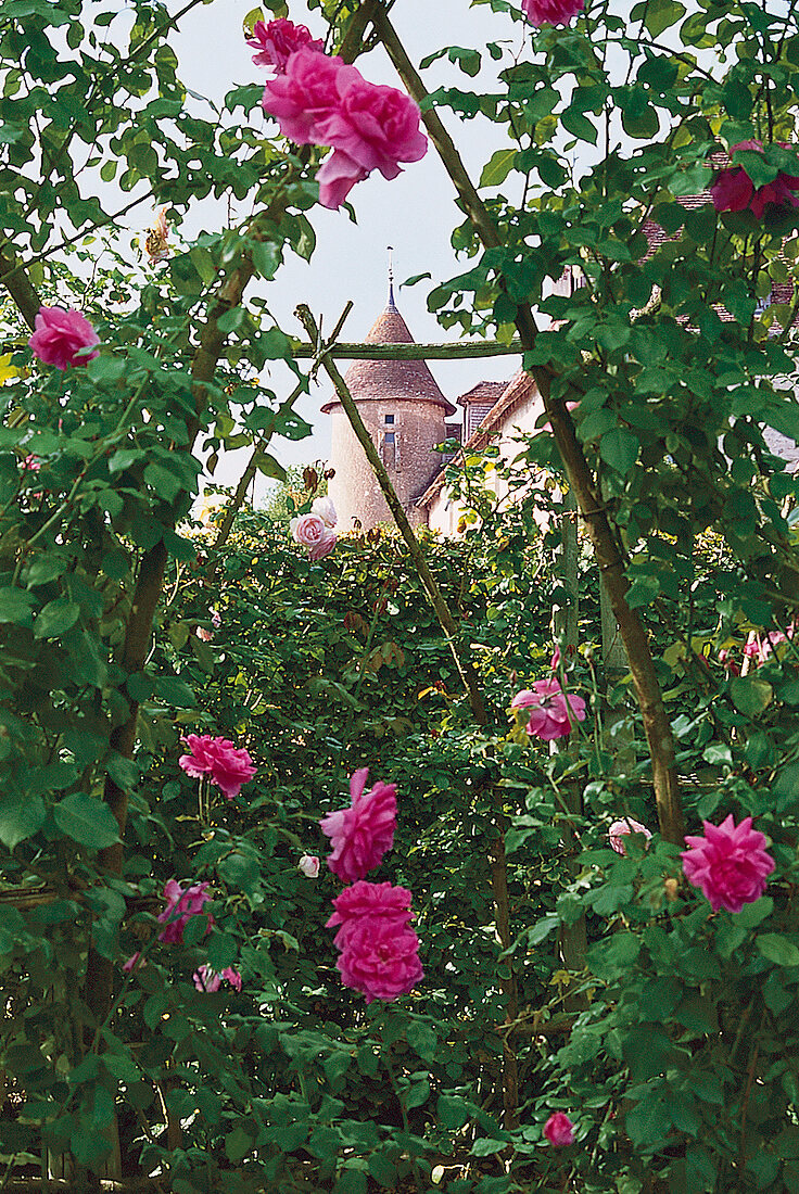 View of Orsan Monastery through pointed arch trellis with roses