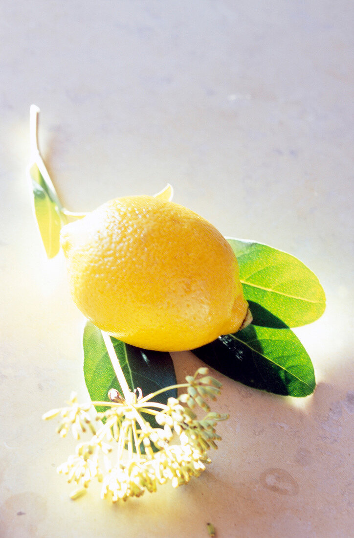 Close-up of lemon with leaves and flower
