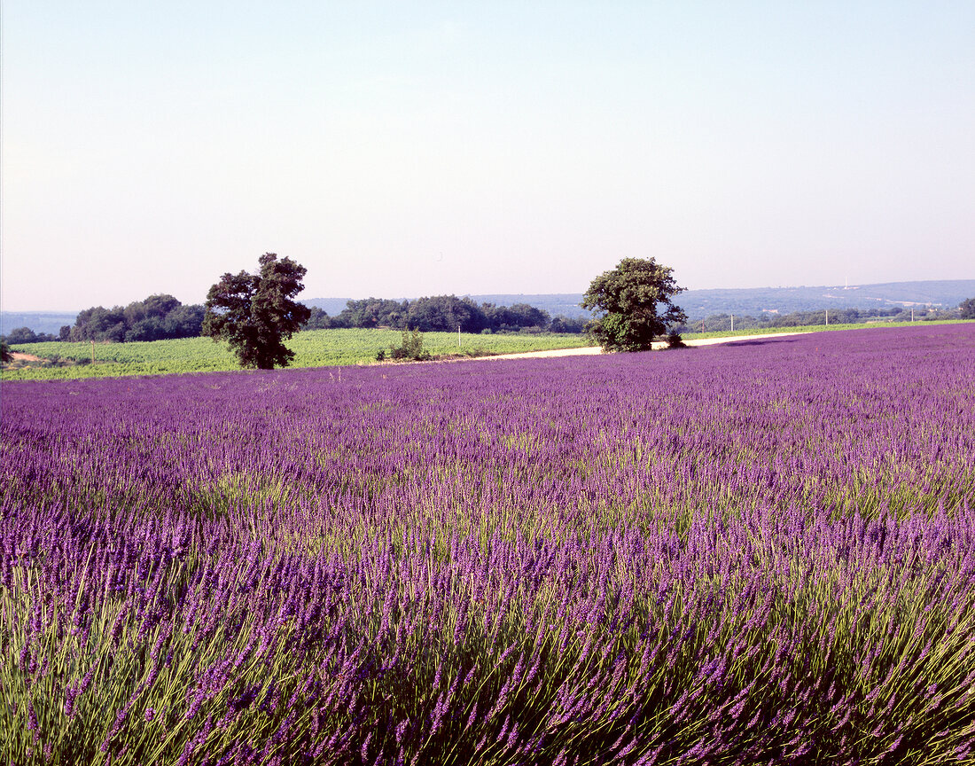 Meadow full of purple coloured flowers under blue sky