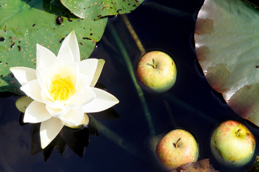 White water lily with three floating apples in water
