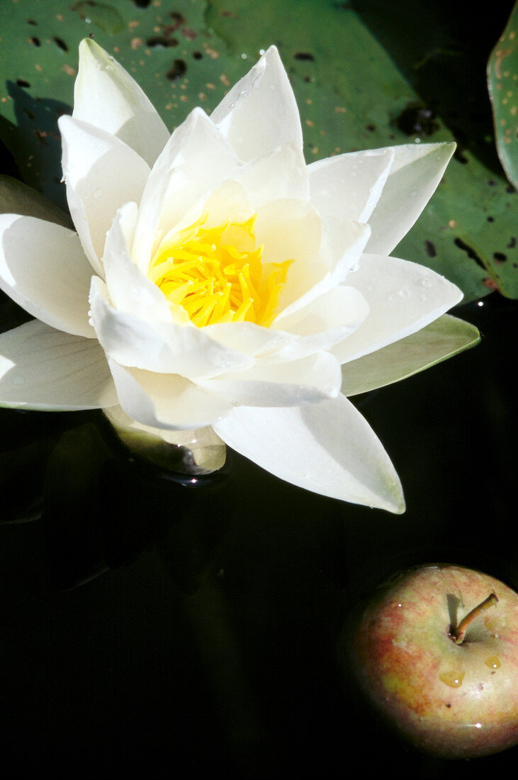 Close-up of white water lily and floating apple in water