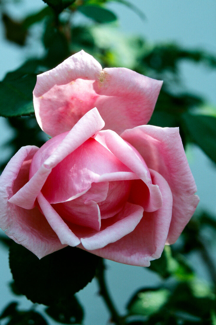 Close-up of rose