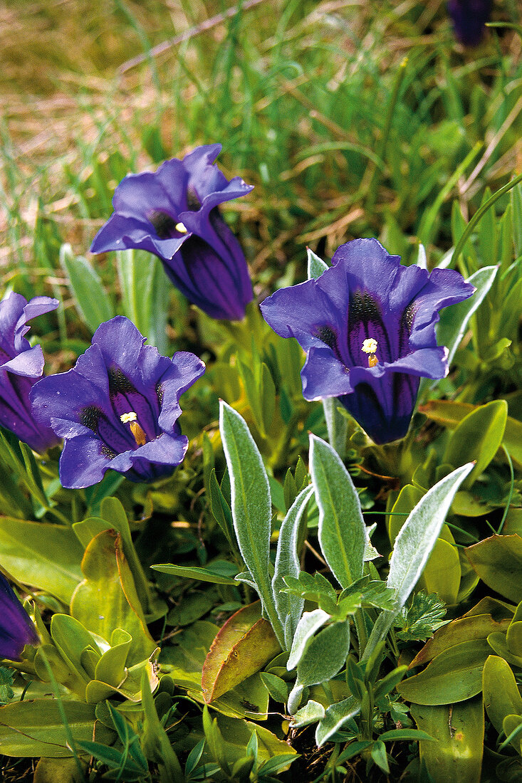 Blue gentians on a green meadow