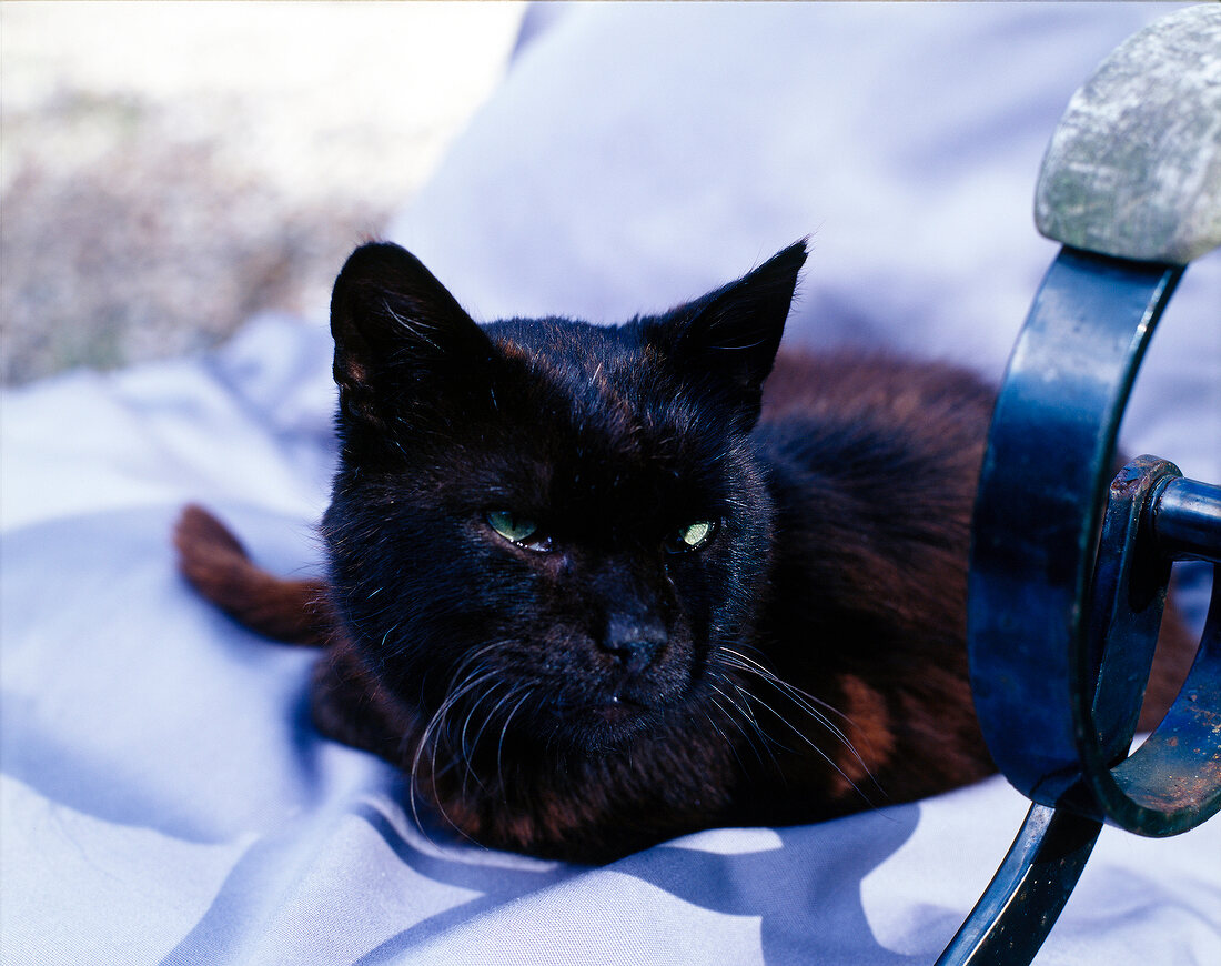 Schwarze Katze auf einem weißen Liegestuhl mit Eisenlehne