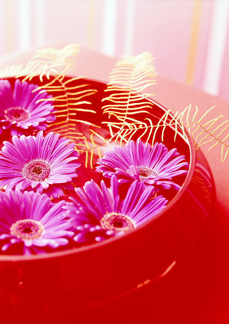 Close-up of red bowl with water and pink gerbera flowers floating