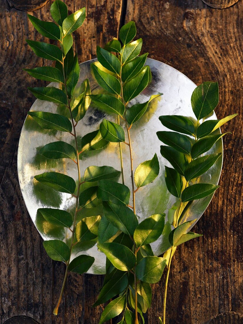 A plate of fresh curry leaves (seen from above)
