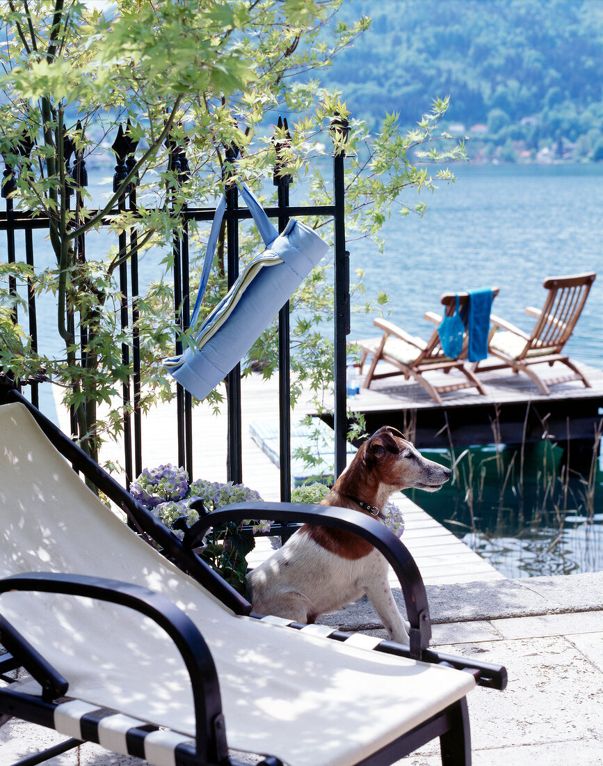 Dog sitting besides sling chair overlooking boardwalk with two chairs