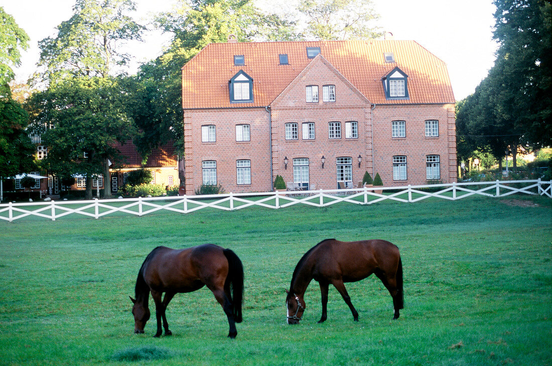 Blick auf das Hotel Ole Liese, davor 2 Pferde auf der Weide.