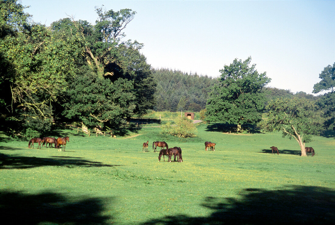 Horses grazing on green pasture surrounded by trees.