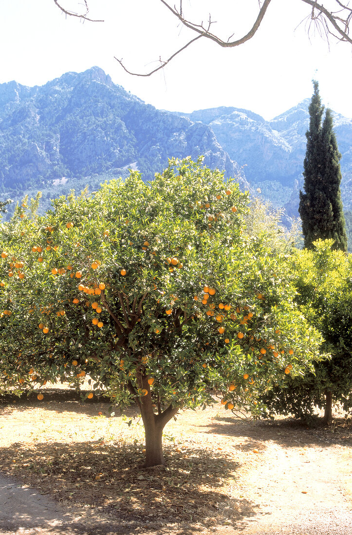 Orange tree with fruits in front of Serra de Tramuntana mountain range
