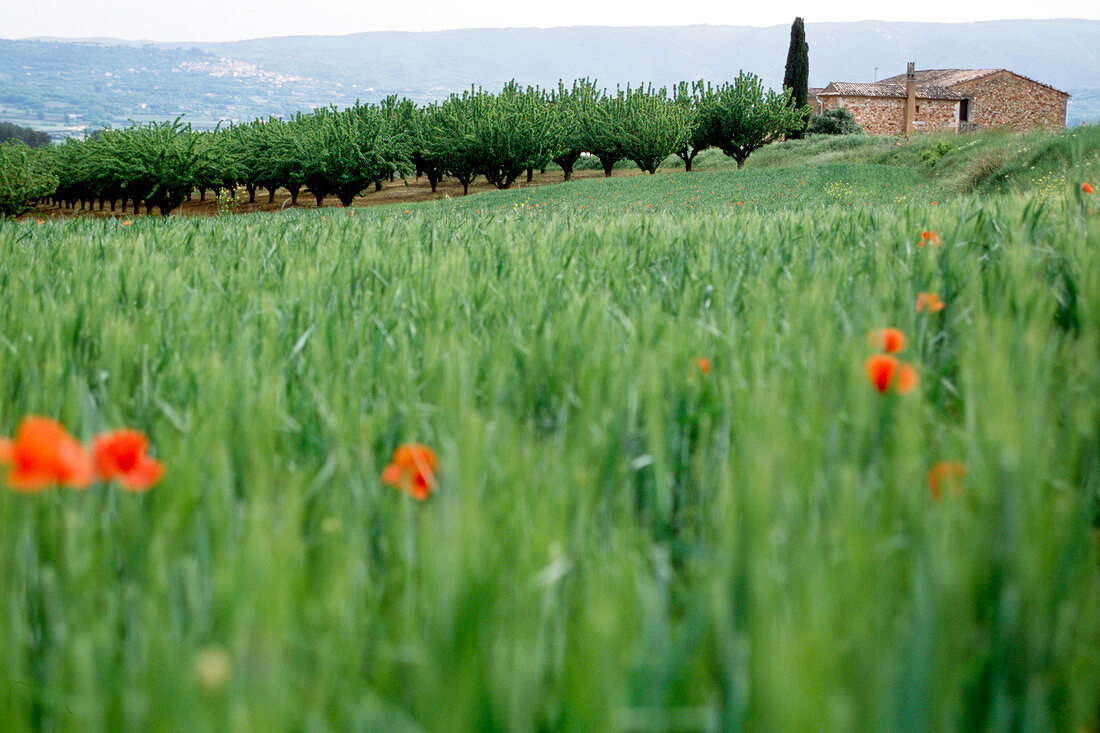 View of poppy meadow overlooking house and trees