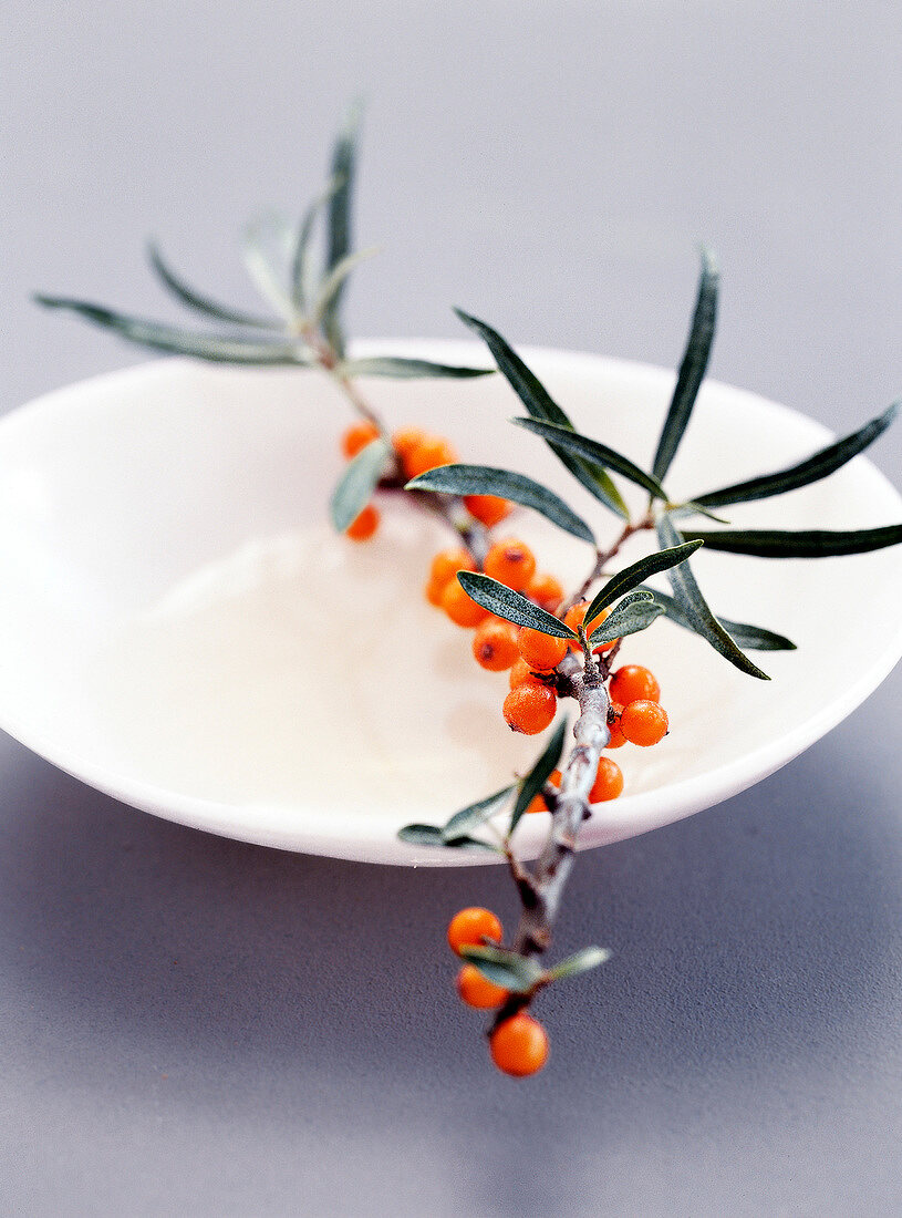 Close-up of sea buckthorn branch and water in bowl