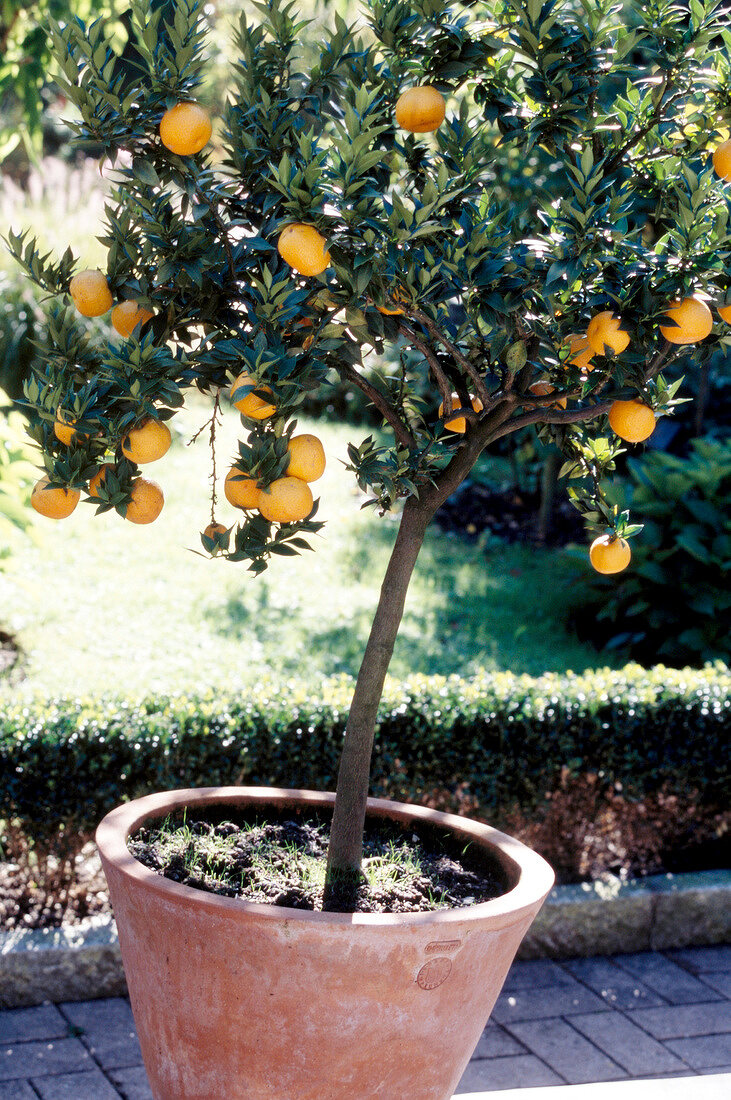 Orangenbaum mit Früchten im Kübel steht im Garten