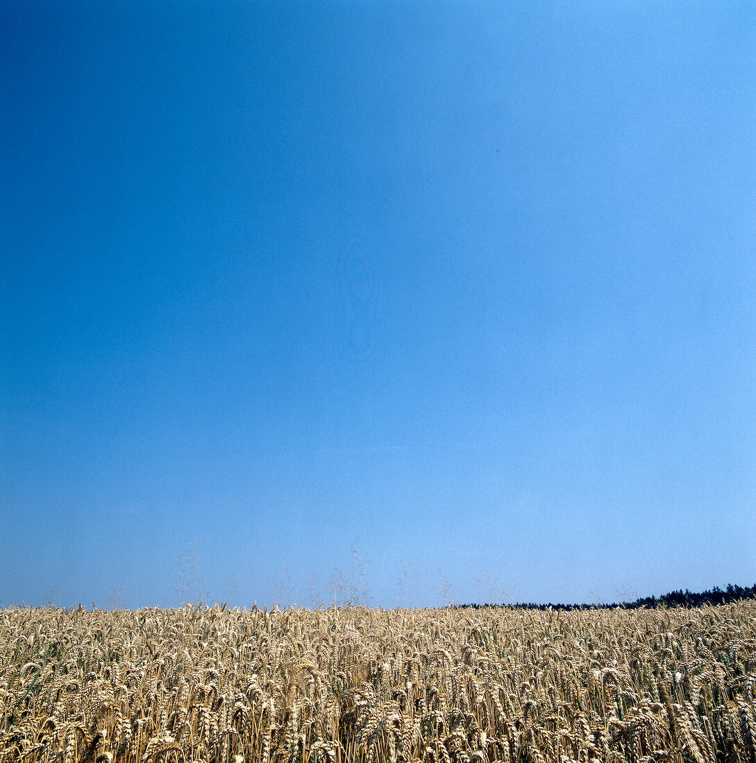 View of corn field and blue sky, copy space