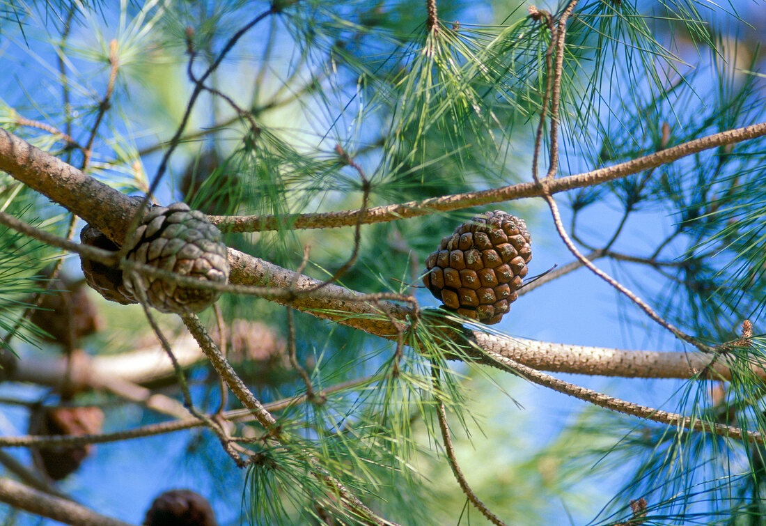 Close-up of stone pine cones