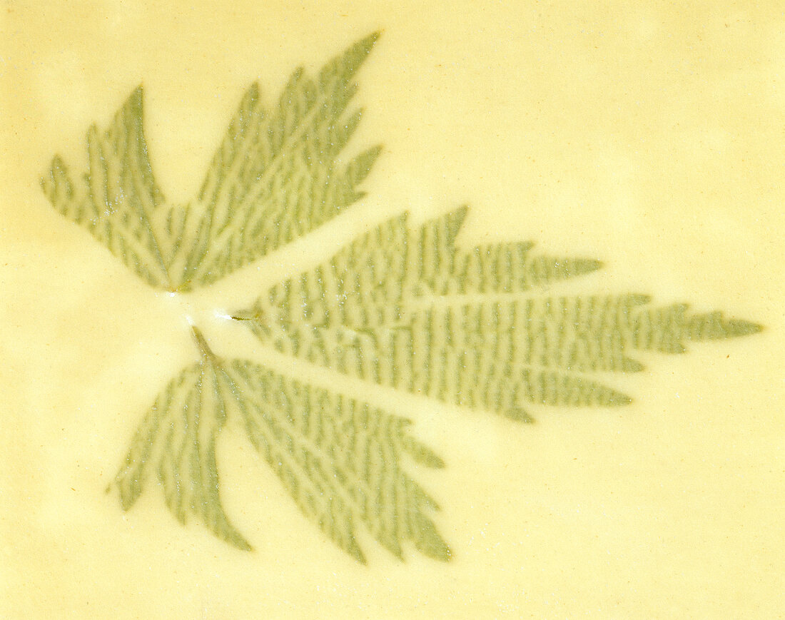 Close-up of herb leaf pattern in wafer-thin pasta dough