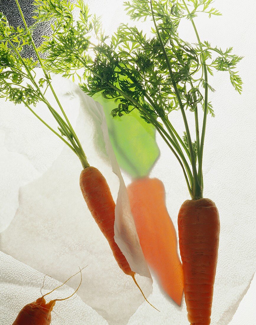 Still Life: Carrots with Green