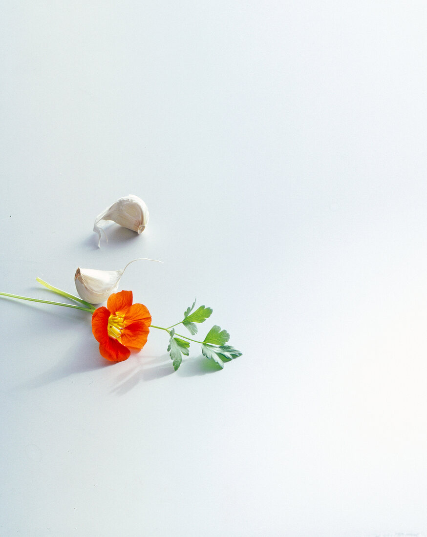 Garlic cloves and nasturtium flower on white background