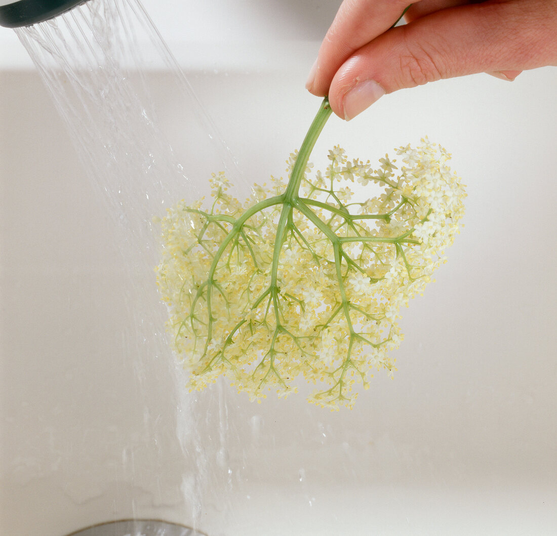 Close-up of elderflower being washed with cold water