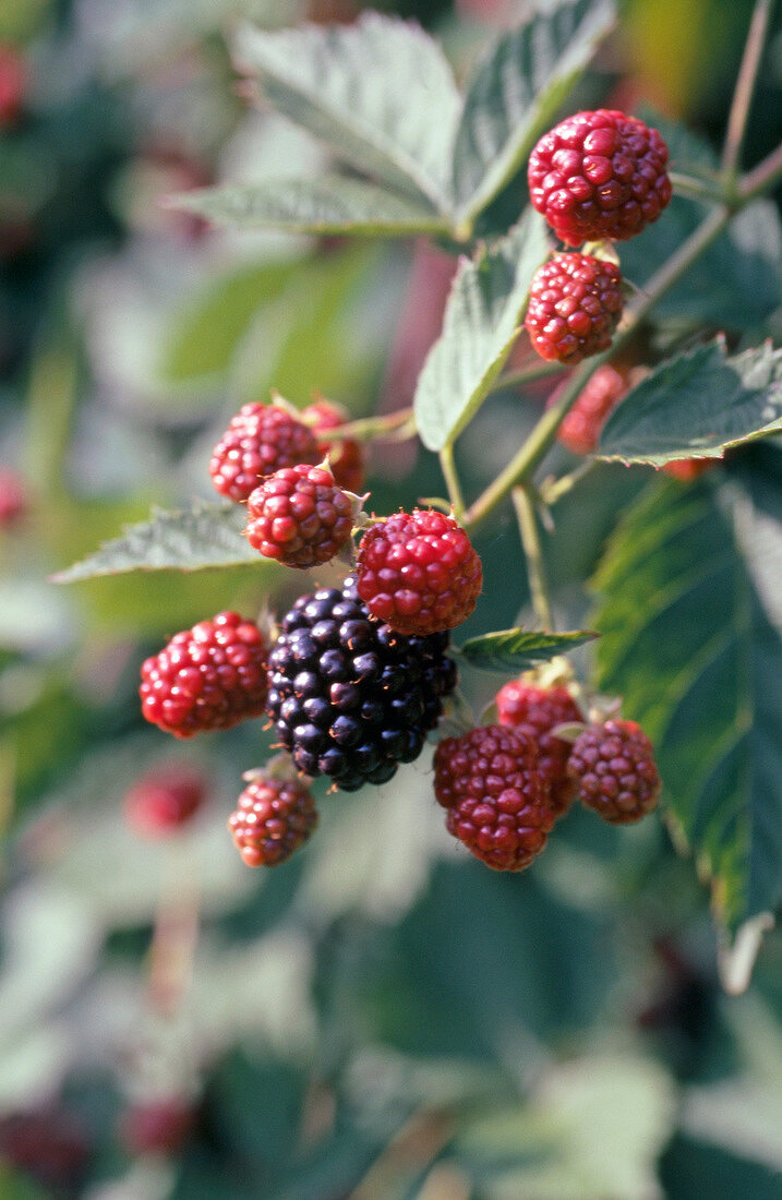 Close-up of fresh black and red berries on branch
