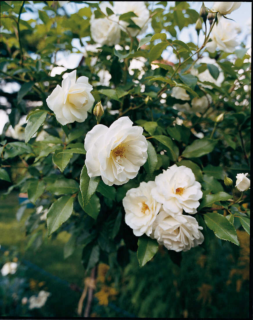 Blossoms of creamy white rose on rose bush, Moonlight