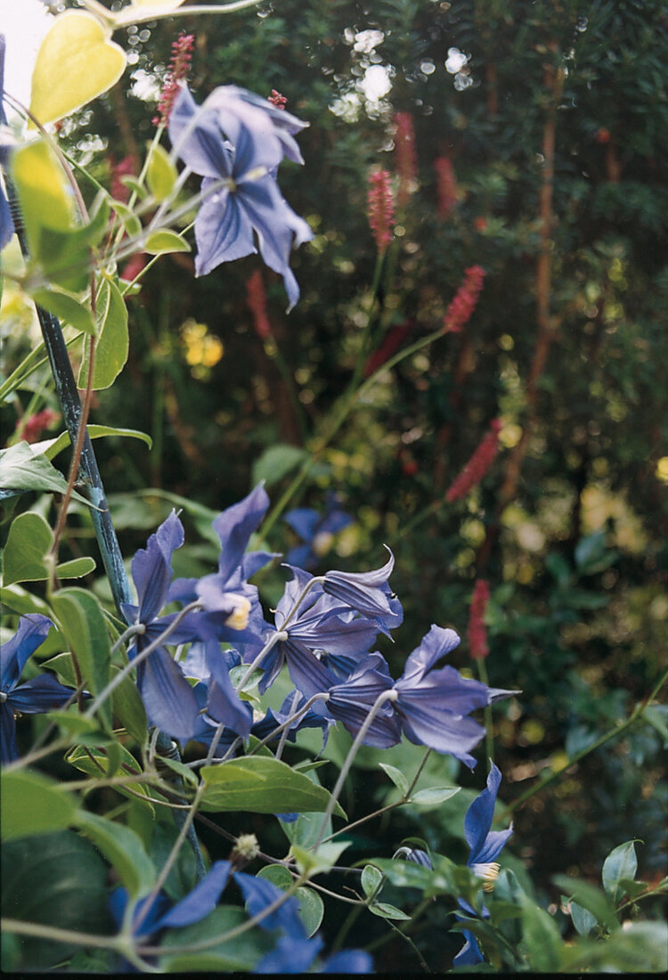 blau-lila Clematis in voller Blüte 'Blue Angel'