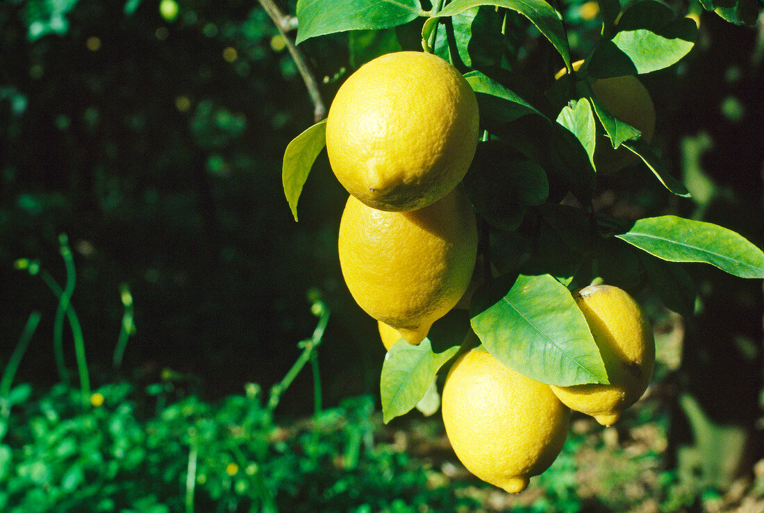 Close-up of lemons on branch