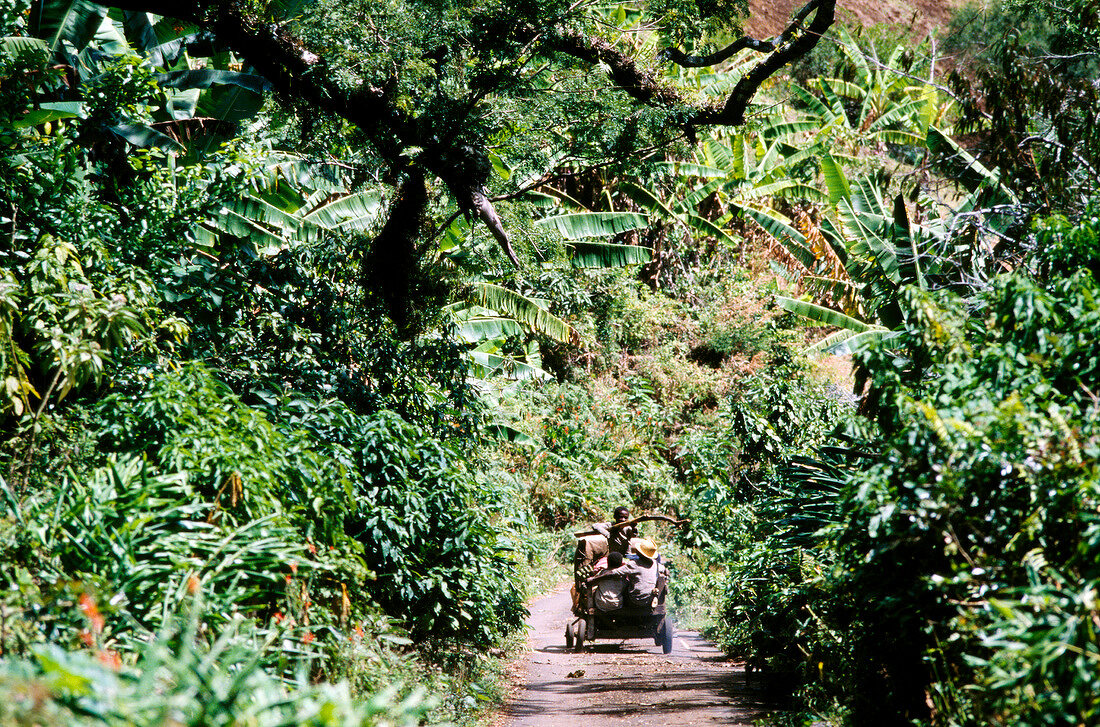 Children ridding handmade car in green jungle