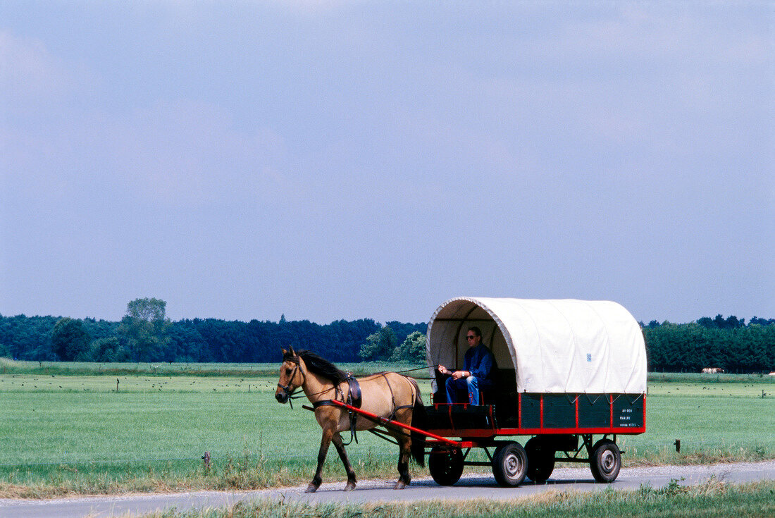 Ein Pferd zieht einen Planwagen durch das Kempenland in Holland