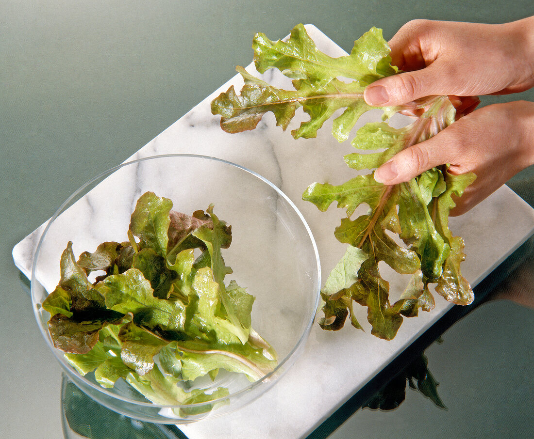 Close-up woman's hands crumbling oak leaf lettuce into bite-sized pieces