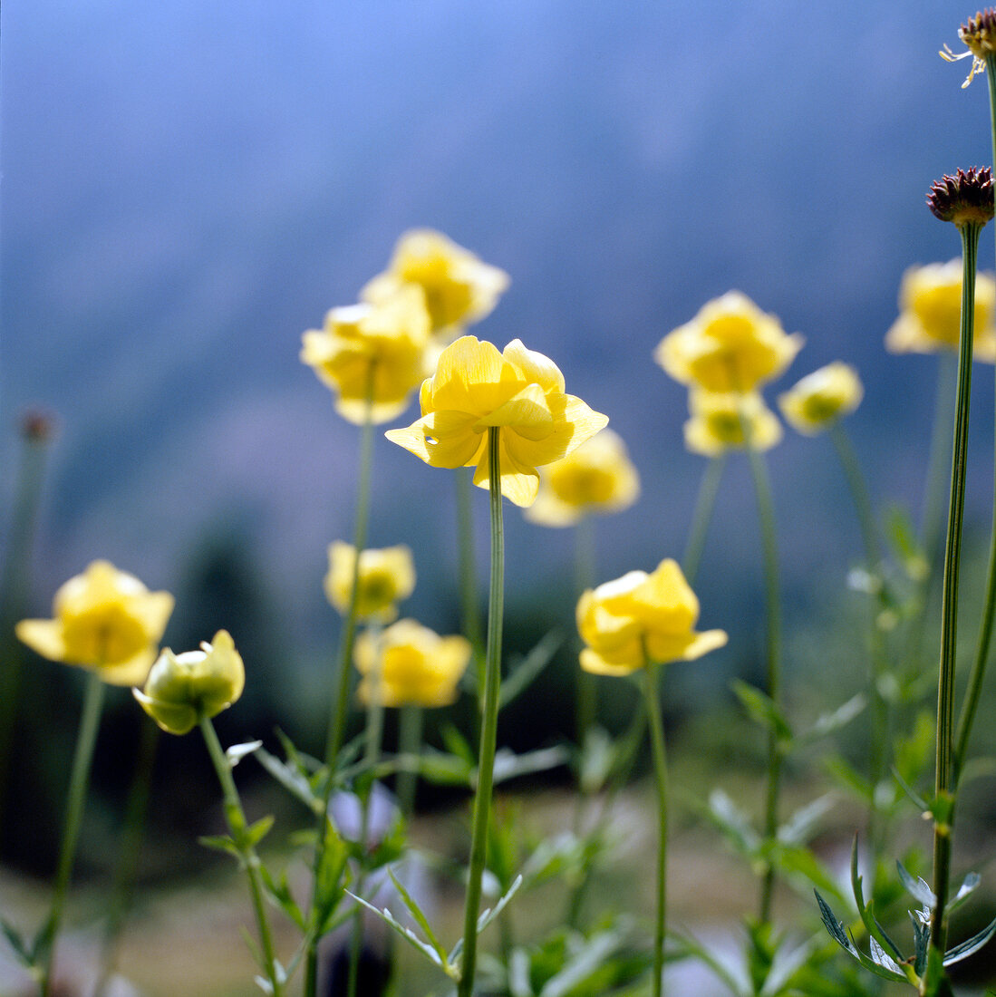 Close-up of yellow troll flowers