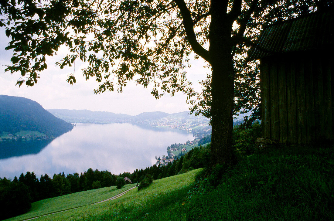 Schweiz: Blick auf Ägerisee, von Hügeln umgeben, von oben, Baum