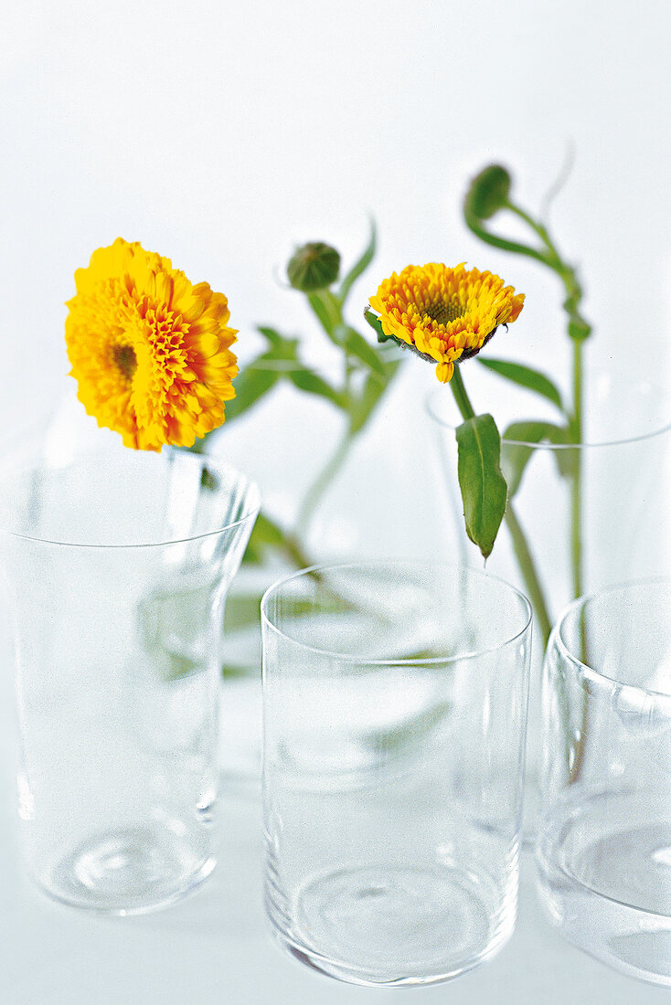 2 Ringelblumen in jeweils einem Glas