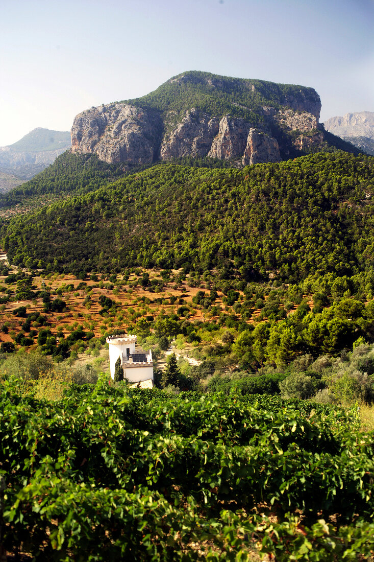 Weingut Castell Miquel Mallorca, Spanien